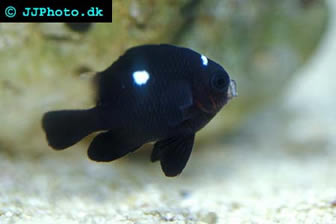 damselfish