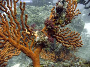 Sea fans aka gorgonians