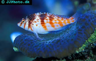 Hawkfish