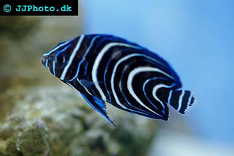 Koran Angelfish