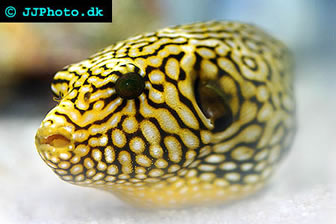 Pufferfish