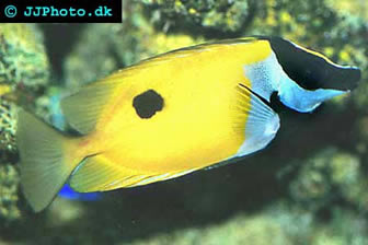 Rabbitfish