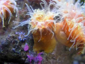 Sea Anemones