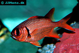 Squirrelfish & Soldierfish 