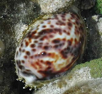 Tiger cowrie 