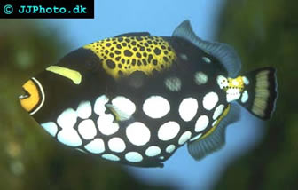 Triggerfish