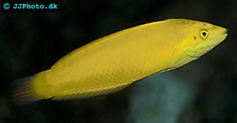 Yellow Coris