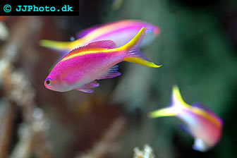 anthias fish