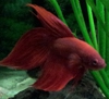 serbusfish's Avatar