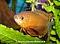 Gourami_Girl's Avatar