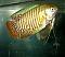 gourami*girl's Avatar