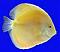 Discus_Dude's Avatar
