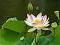 lotus flower's Avatar