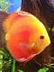 Fish from Filly's Avatar