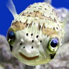Glub's Avatar