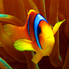 fishkeeper4's Avatar