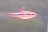 Cherry barb fry/juvenile