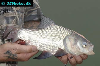 giant barb juvenile