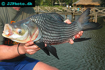giant barb