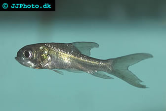 giant barb fry