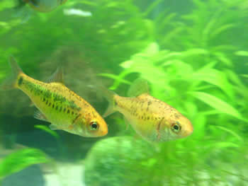 gold barb fish