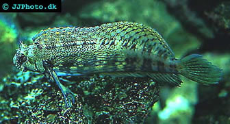 Lawnmower Blenny