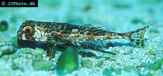 blenny