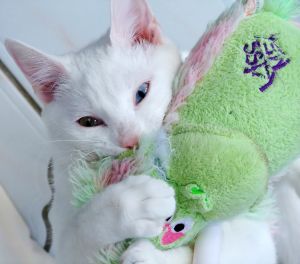 Cat Grooming