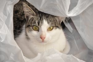 Cat Health