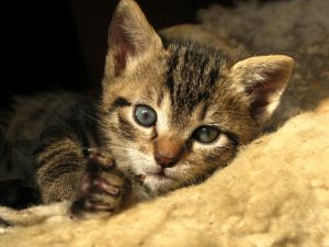 Cat Care