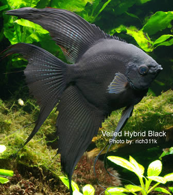 black veiltail angelfish