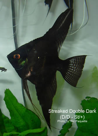 Dark angelfish