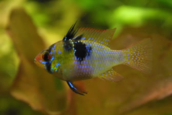 German blue ram