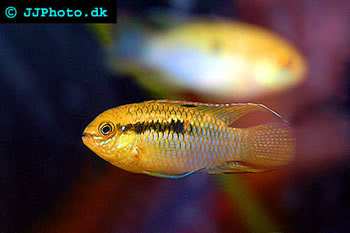 flac acara