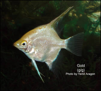 gold angelfish