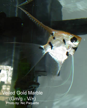 Gold marble angelfish