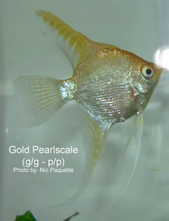 Gold pearl angelfish