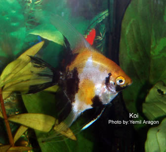 Koi angelfish