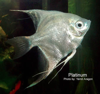 platinum angelfish