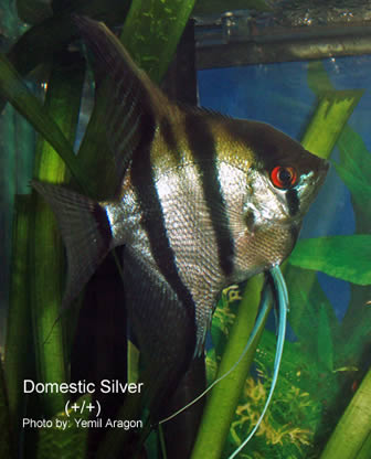 Angelfish Genetics Chart