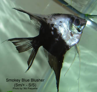 Angelfish Genetics Chart