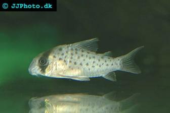 Fairy Catfish - Corydoras atropersonatus