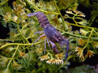 blue crayfish