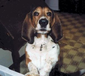 Basset Hound 