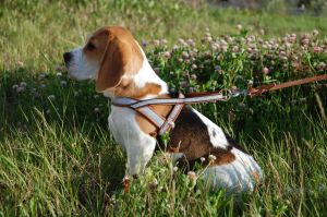 beagle