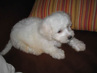 Bichon Frise