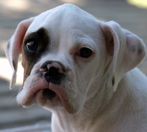 Boxer Dog