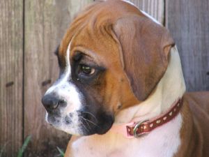 Boxer dog