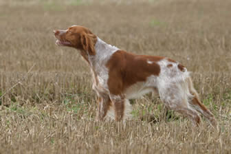 Brittany Spaniel 