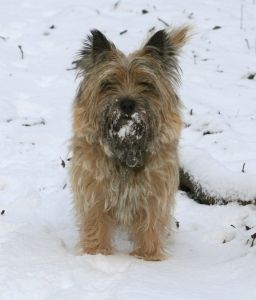 Cairn Terrier 